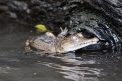 Mecistops leptorhynchus