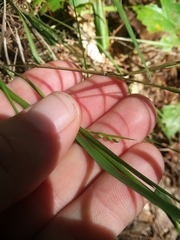 Dichanthelium angustifolium