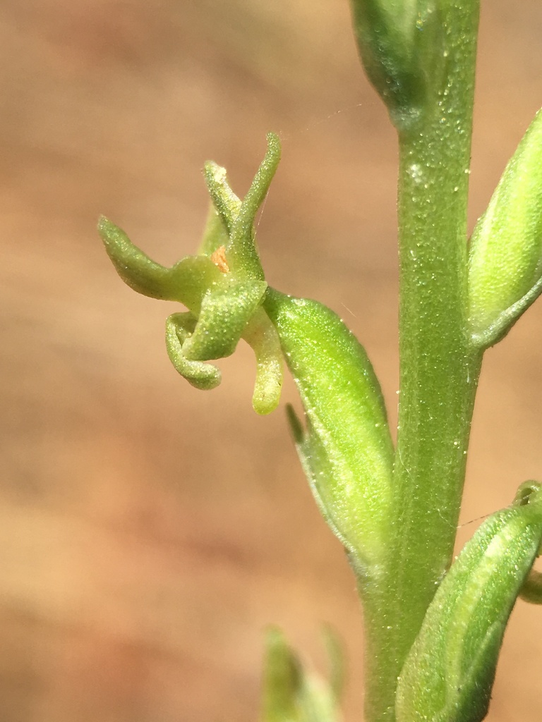 Coleman's Rein Orchid