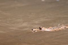 Mecistops leptorhynchus