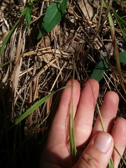 Dichanthelium angustifolium