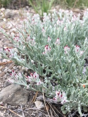Antennaria geyeri