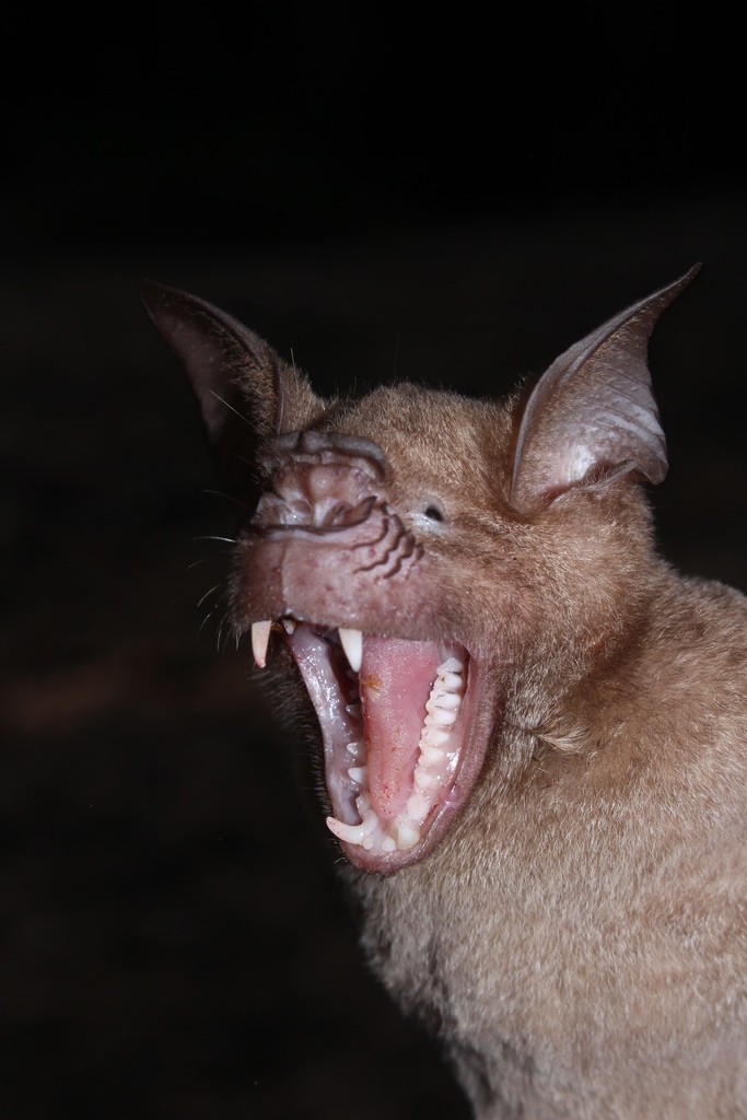 Indian Leaf-Nosed Bat