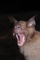 Hipposideros lankadiva