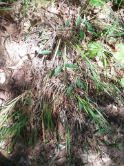 Dichanthelium angustifolium