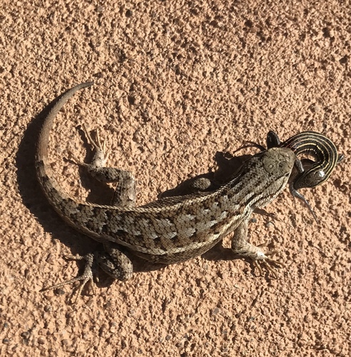 Southwestern Fence Lizard