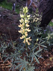 Lupinus angustiflorus