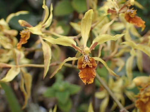 (c) JR Ferrer-Paris, some rights reserved (CC BY)