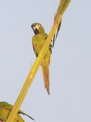 Diopsittaca nobilis