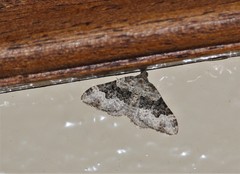 Epirrhoe galiata