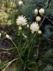 Triantha occidentalis occidentalis