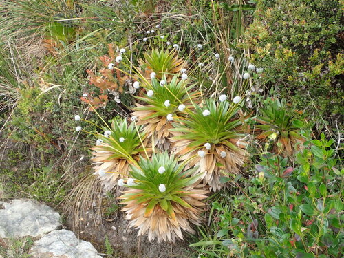 (c) JR Ferrer-Paris, some rights reserved (CC BY)