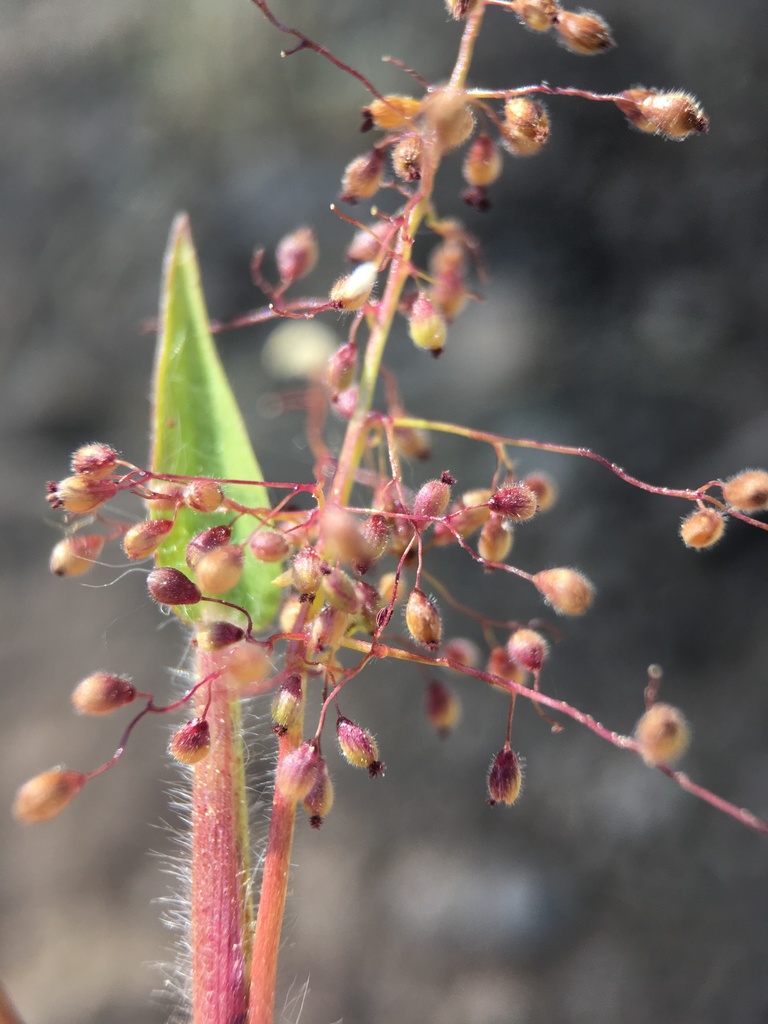 Geysers panicum