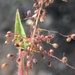 Geysers Panicum - Photo (c) Matt Berger, some rights reserved (CC BY), uploaded by Matt Berger