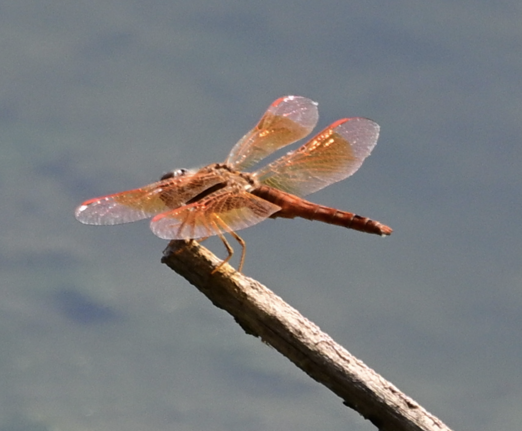 Ditch Jewel