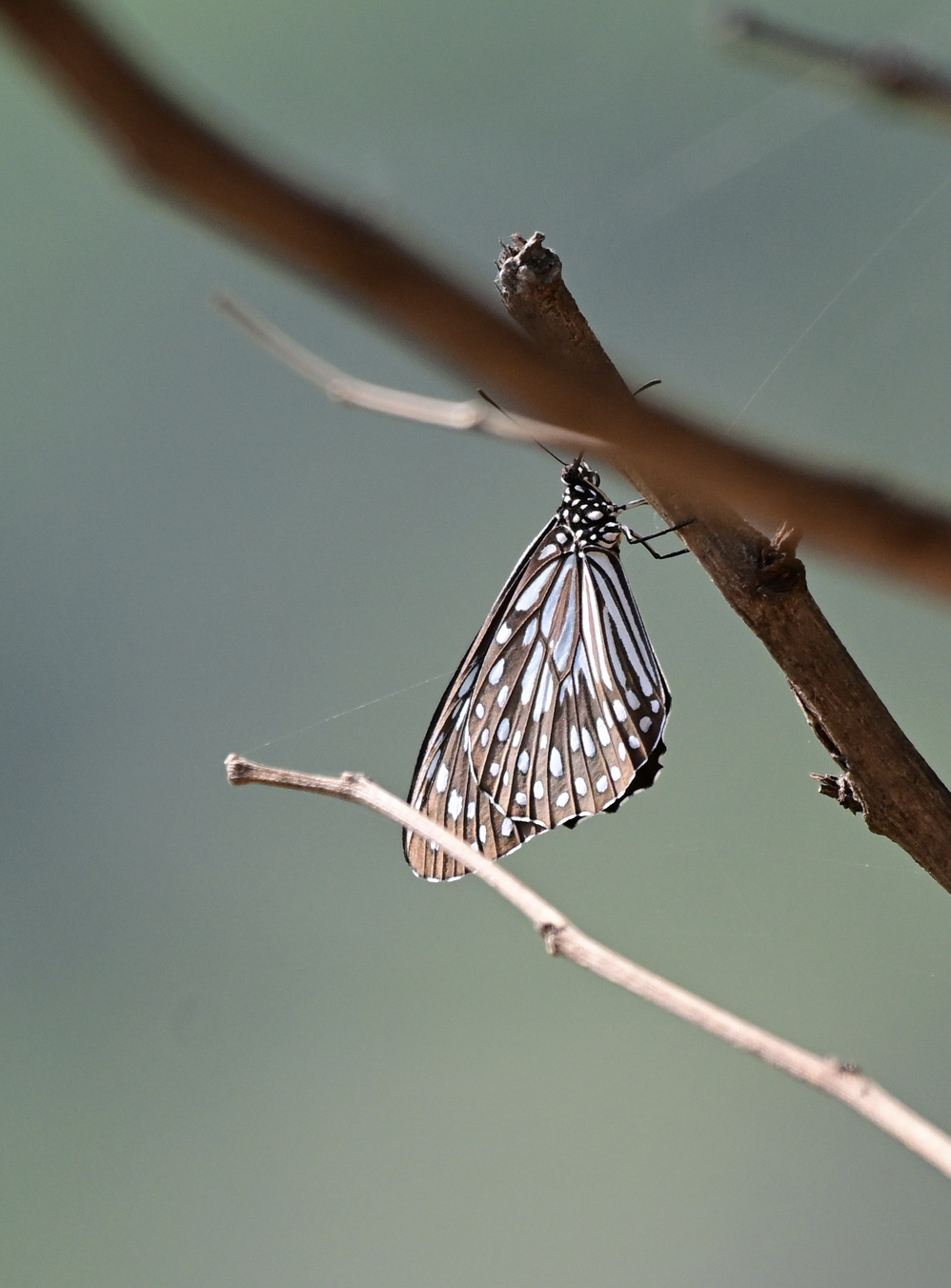 Dark Blue Tiger