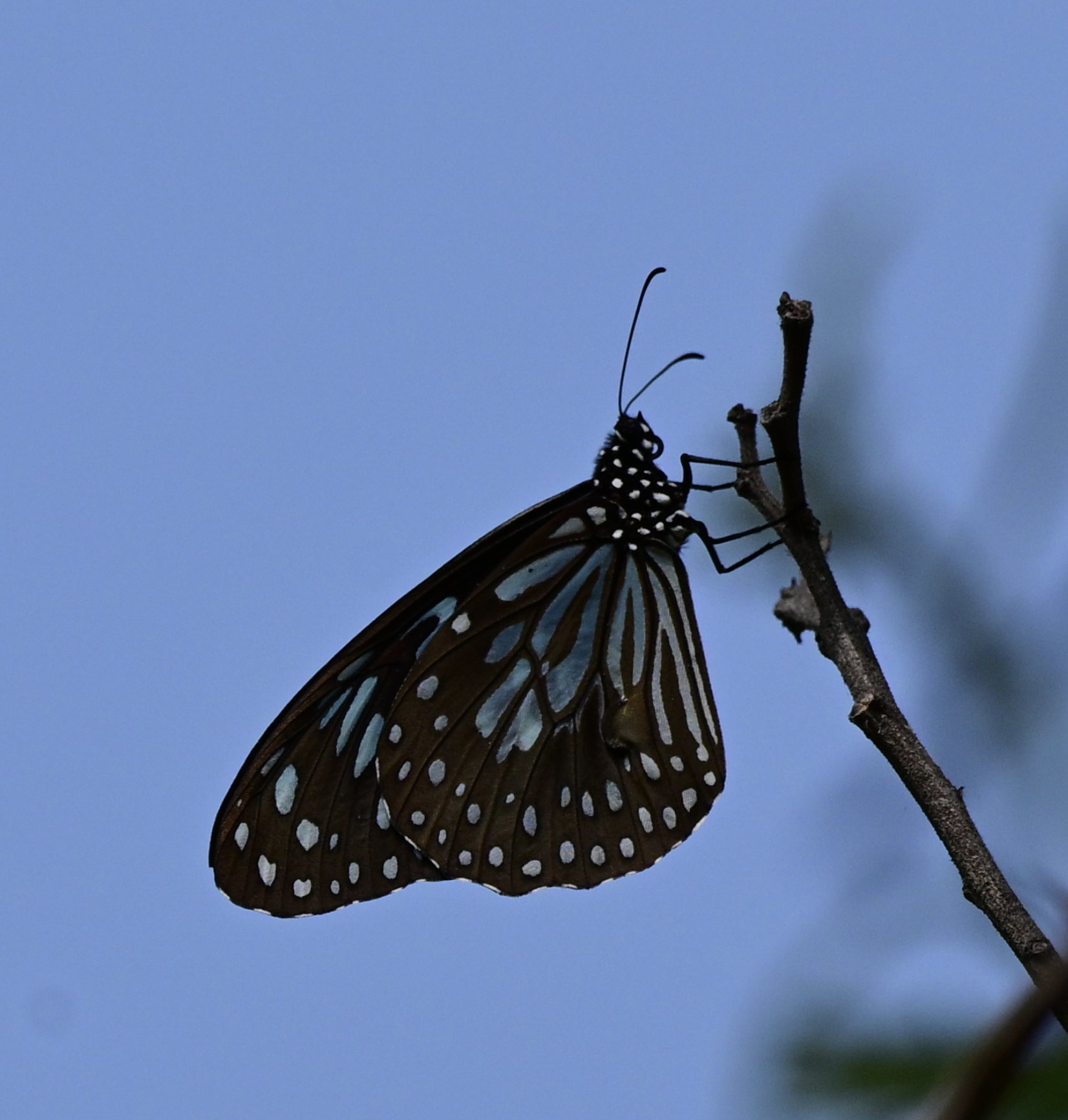 Dark Blue Tiger