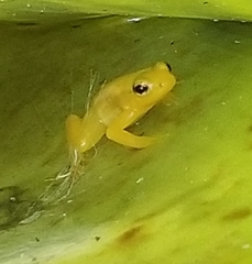 Anomaloglossus beebei