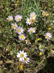 Erigeron barbellulatus