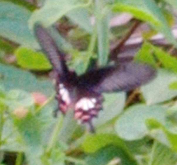 Common Rose