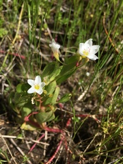Montia chamissoi