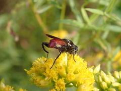 Chalcosyrphus piger