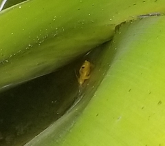 Anomaloglossus beebei