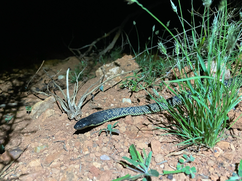 Spotted Mulga Snake