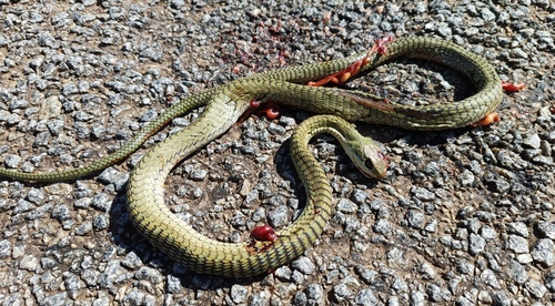 Boomslang