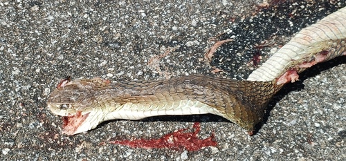 Boomslang