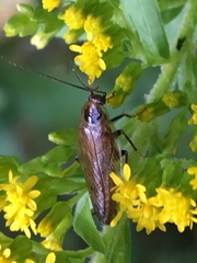 Ectobius lapponicus