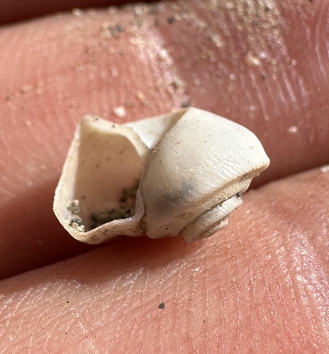 Great Basin Ramshorn