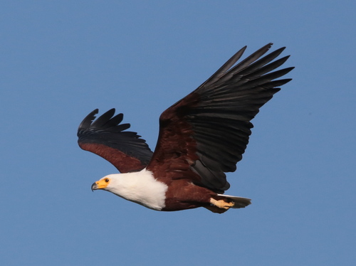 African fish eagle