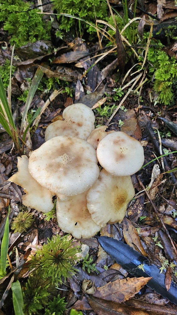 Armillaria limonea · May 2025 · photo: © charliethomas (iNaturalist, cc0)