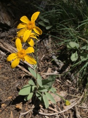Arnica dealbata