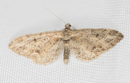 Eupithecia rotundopuncta photo 3
