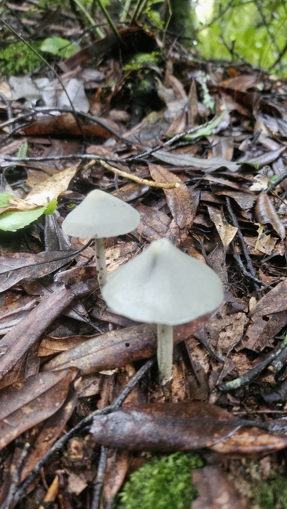 Entoloma canoconicum · May 2025 · photo: © charliethomas (iNaturalist, cc0)