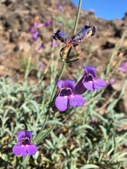 Penstemon neotericus