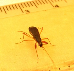 Cnemodus mavortius