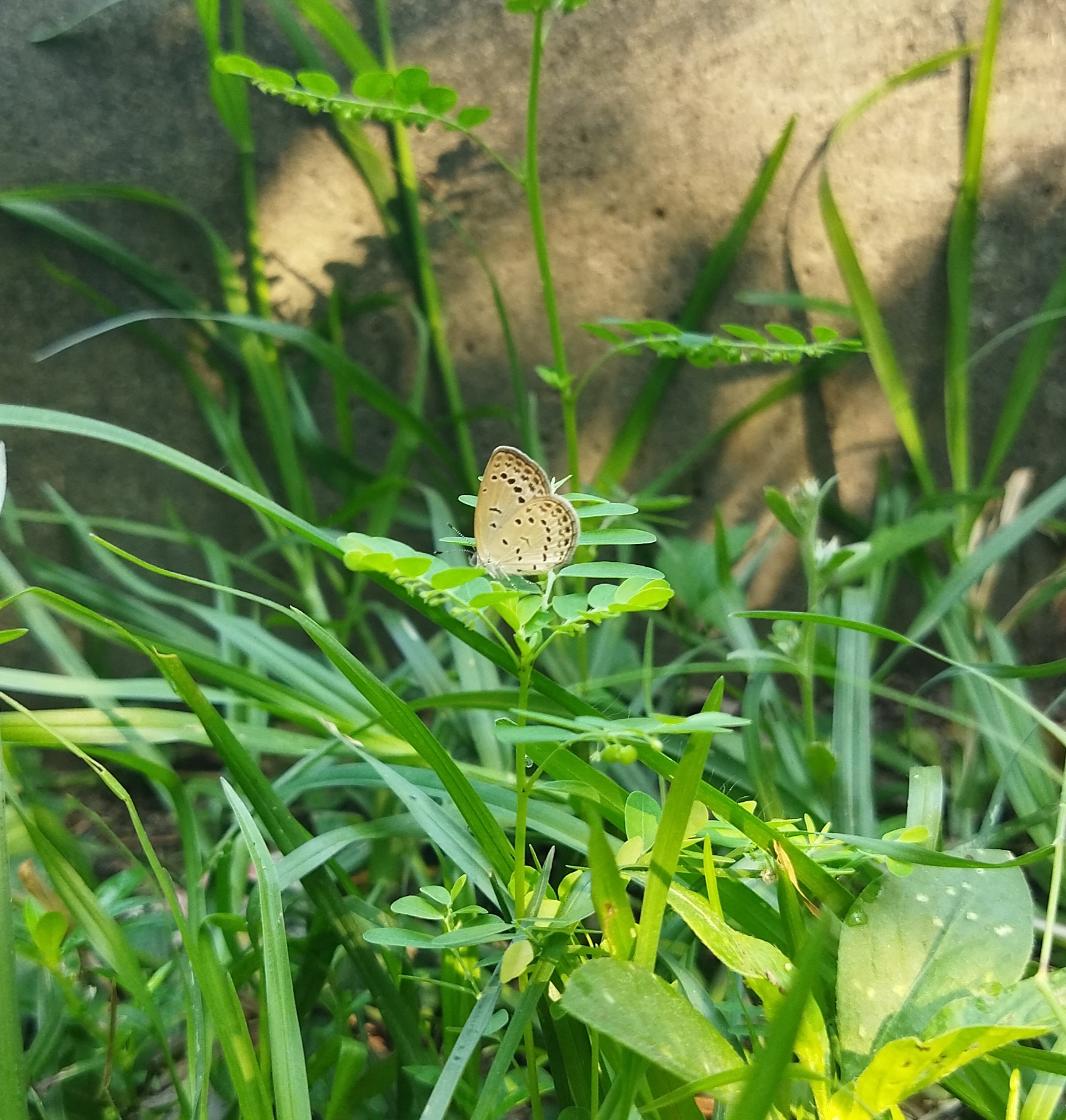 Pale Grass Blue