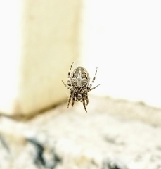 Larinioides sclopetarius