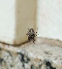 Larinioides sclopetarius