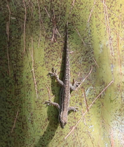 Common Dwarf Gecko