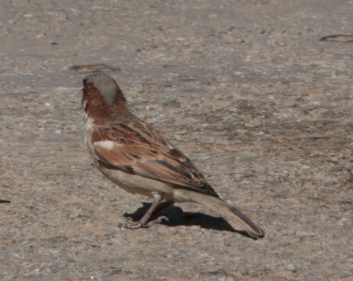 House Sparrow