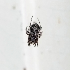 Larinioides sclopetarius