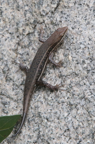 Variable Skink