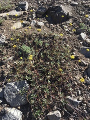 Eriogonum marifolium