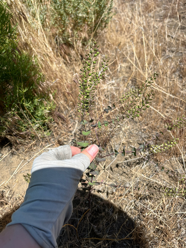 Clasping pepperweed (Lepidium perfoliatum)