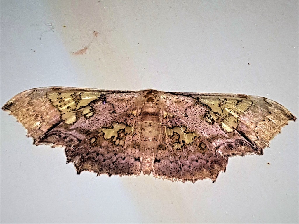 Pseudasellodes fenestraria