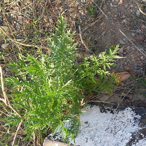 Artemisia tournefortiana, photograph 3